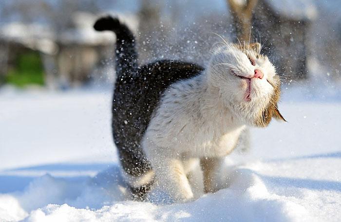 СВК (@svkrostov) on Twitter photo 