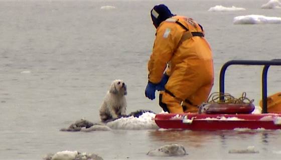 NBCNews's tweet image. WATCH: Doggy duo rescued from frozen marsh in Massachusetts nbcnews.to/1EcGvZE