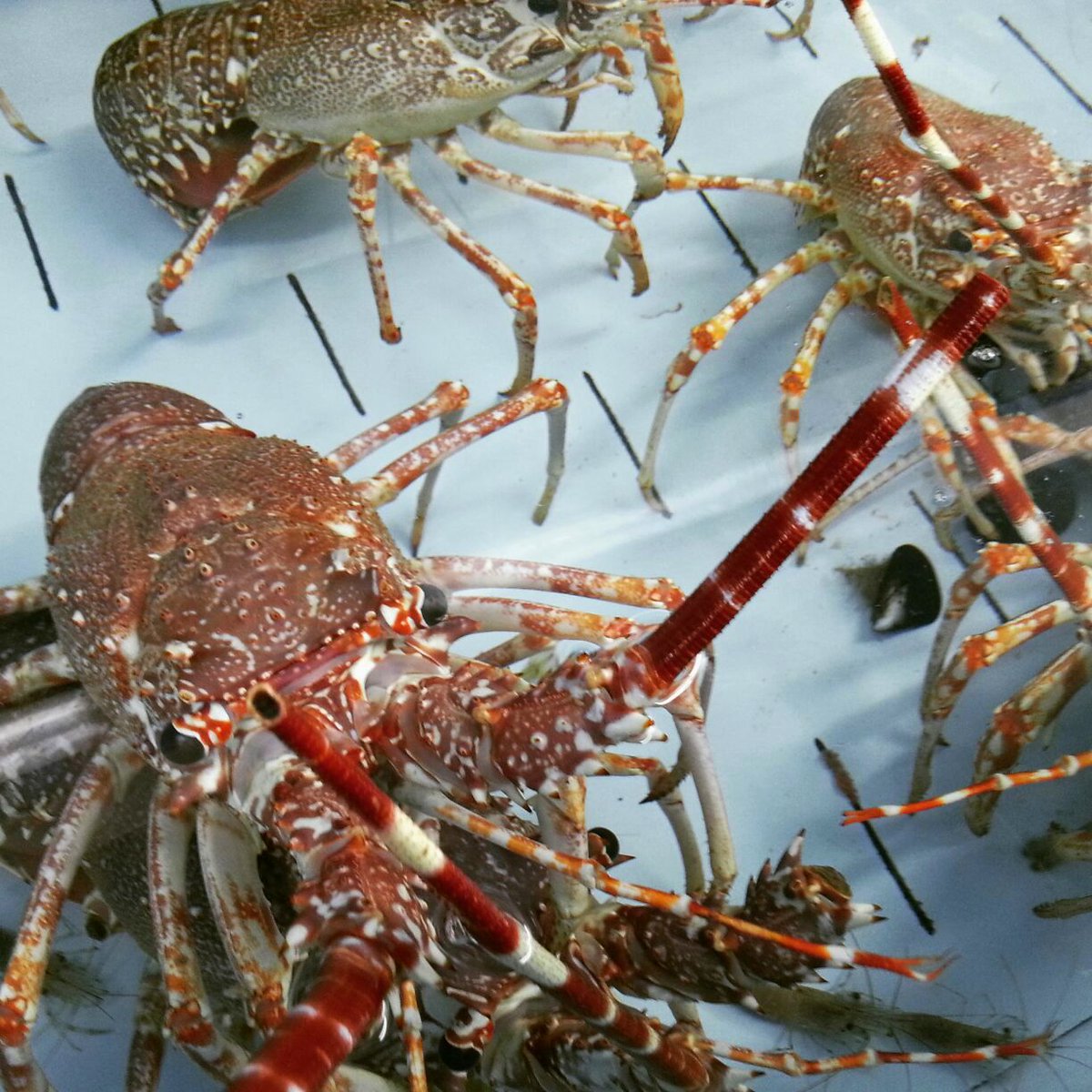 Restaurante ElCristo (@elcristo_elvas) on Twitter photo 