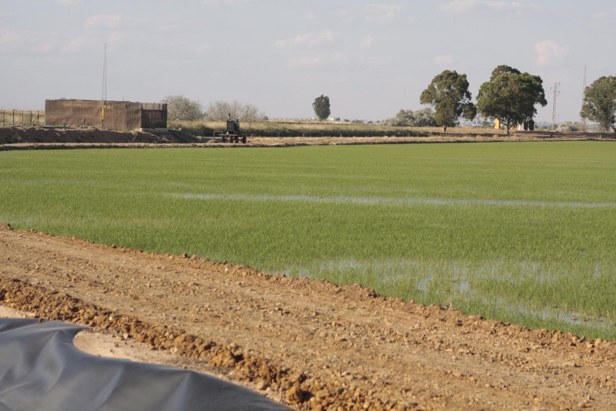 La asamblea de arroceros rechaza hoy en #IslaMayor el recorte de la ayuda ambiental o, un retroceso para #Doñana.