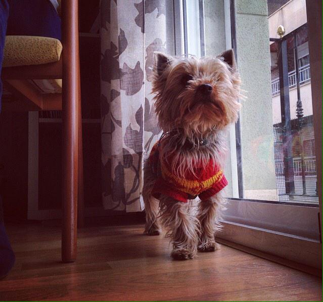 VIVANLOSLUNARES's tweet photo. Perro andaluz exiliado en Murcia que habla con la mirada: 'ábreme el balcón maldita sea' http://t.co/s5K7ywJ09c