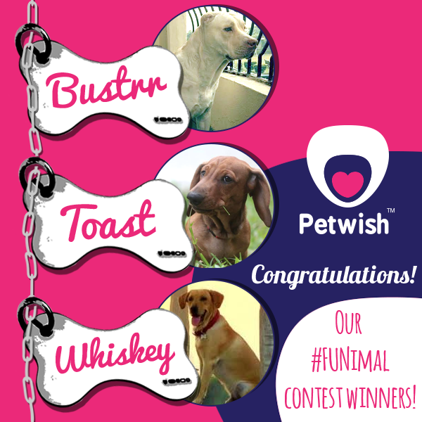 PetwishIndia's tweet photo. Congratulations Whiskey, Bustrr and Toast on winning our #FUNimal #contest. Kindly PM us your contacts details :) http://t.co/h7puPBorQ7