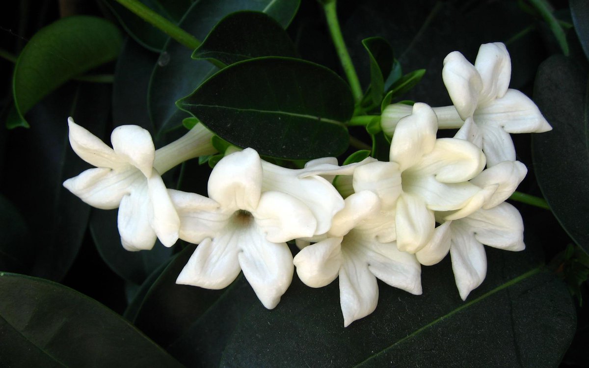 ksamoringa's tweet photo. تحتوي زهور الياسمين على العديد من الفوائد الطبية ومن أهمها علاجها لأمراض الفم والصداع والإلتهاب الكبدي. http://t.co/MEr7UKy2QE