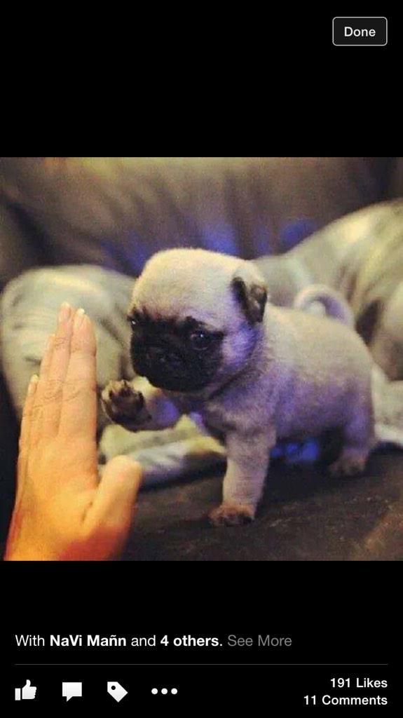 OnlyBuddhaDog's tweet photo. High Five Friday. #high-five #Friday #Pugs #Bulldogs Dogs http://t.co/0YwpKYKHUu