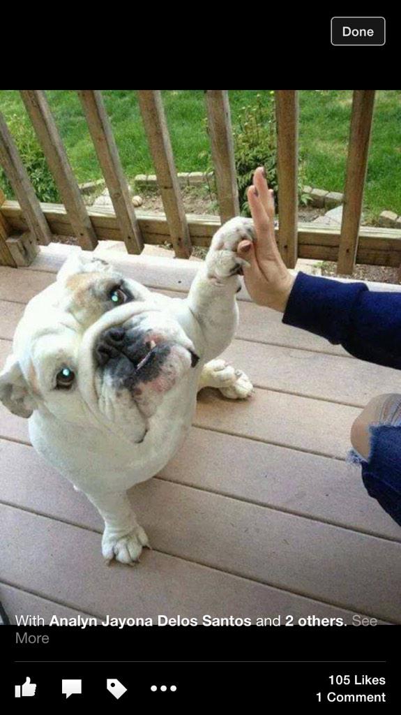 OnlyBuddhaDog's tweet photo. High Five Friday. #high-five #Friday #Pugs #Bulldogs Dogs http://t.co/0YwpKYKHUu