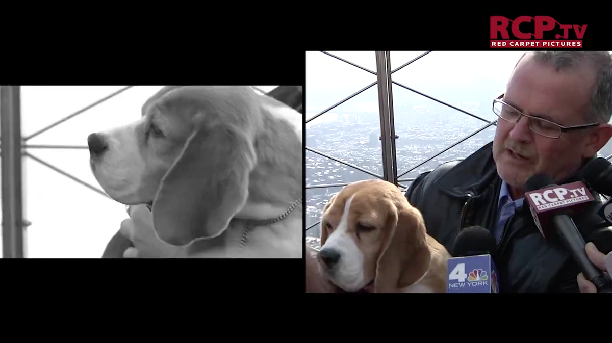 RedCarpetPics's tweet photo. #Video | @WKCDOGS' Best In Show Winner Lights World Famous @EmpireStateBldg | Watch Here: http://t.co/mENkcifnqh http://t.co/SNt0MSyVQl
