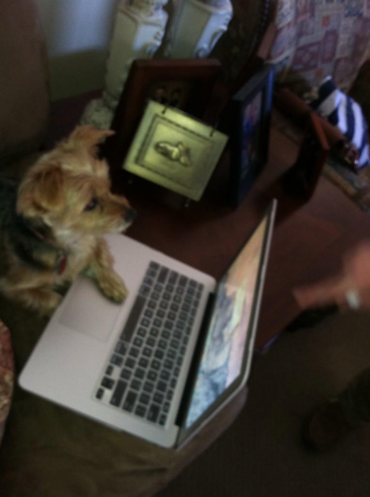 gccanfield's tweet photo. My own dog with a blog! Lol http://t.co/0un2sLwqUJ