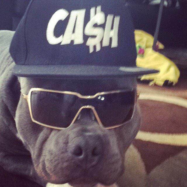 Rischer338's tweet photo. @therealjuicyj even my dog bought your hat  #cash #trippyshit #turnup http://t.co/lz9AiazWrN