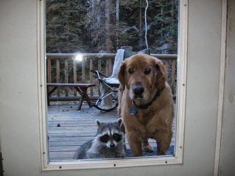 ReformedRaccoon's tweet photo. Can he please come too? He heard we're going to watch #SufficientFire and I couldn't say no... http://t.co/iI33ujTYNl http://t.co/yhRTHb6UUN