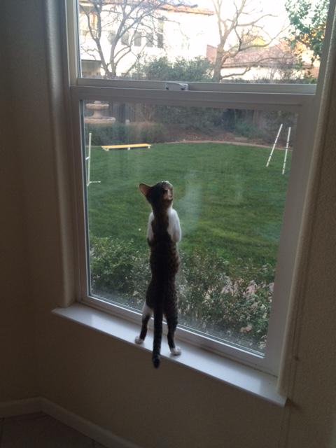 Mila, recently adopted, surveying her new domain. #kitten #adoption #cutepic