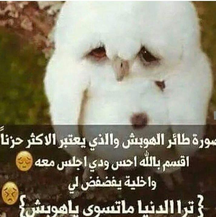 اوووي عليك