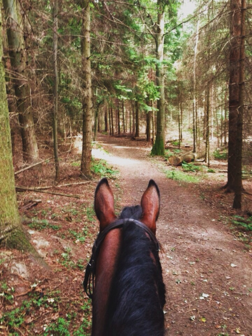 Rachel_Cavallo's tweet photo. Can't Spring come any sooner? I miss those nice, warm trail rides w/ Georgie Girl. #equestrianproblem http://t.co/5Bp9Qixk02