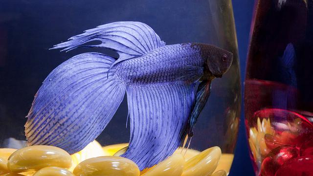 RantChic's tweet photo. These fish can be the pop of color in any room! http://t.co/p9gZf5t3EA http://t.co/uI2PIxdx6q