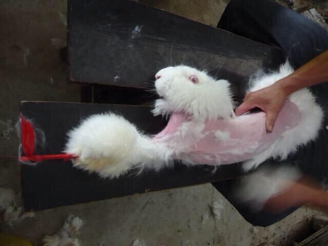 positivepuzzle's tweet photo. Fur coats are not fashion. http://t.co/jgHoS3iwXj