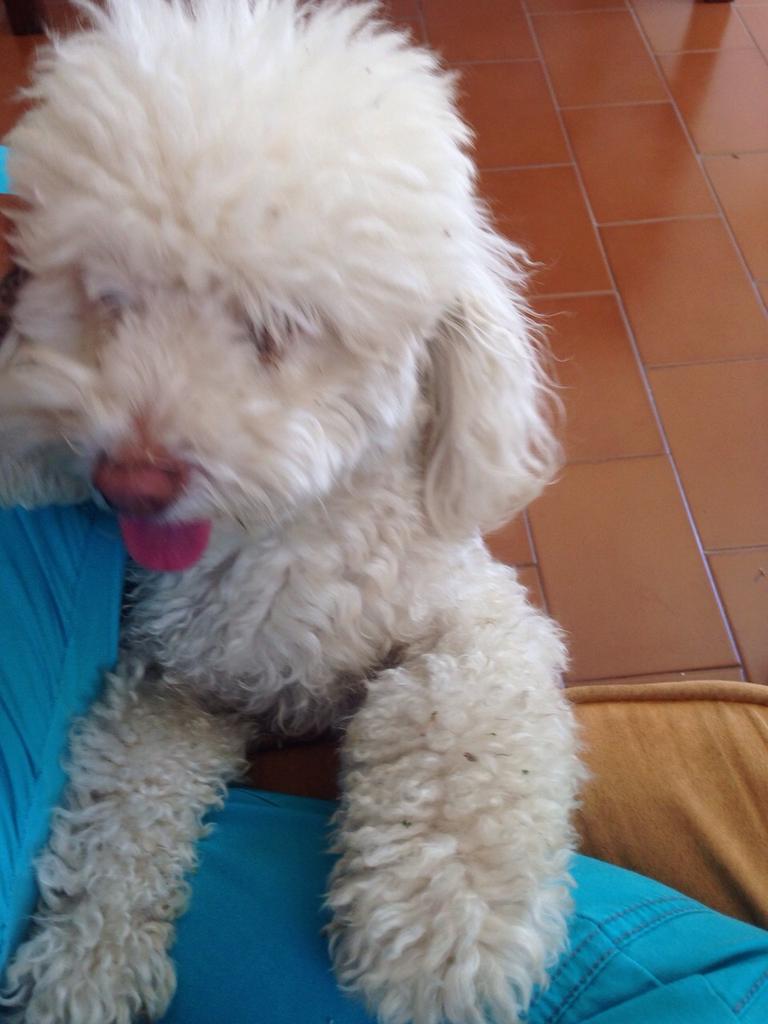 Mafe86ve's tweet photo. Hola, acabo de encontrar a este perrrito en Terrazas del Club Hípico, si saben del dueño por favor avisen... http://t.co/xU2esQV580