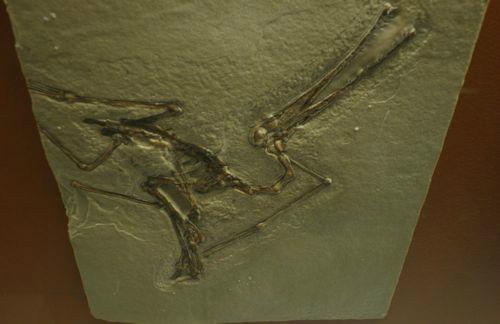 #FossilFriday Pterodactylus from the Solnhofen Formation, in Oslo University Paleontology Museum