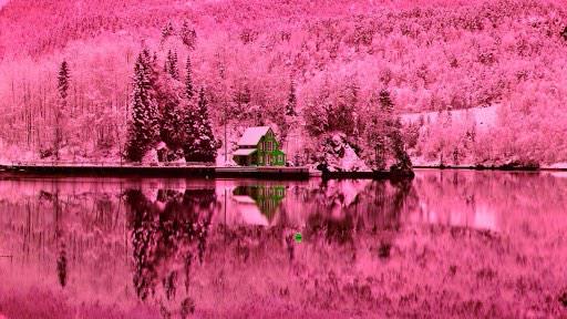 Amazing woods