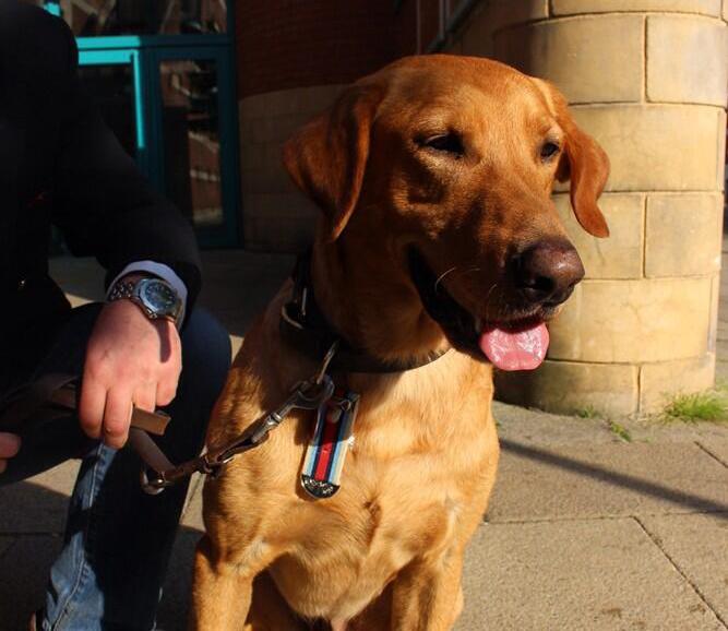PoppyLegion's tweet photo. #LoveYourPetDay: Ex-military dog and super pooch ‘Red’
served two tours of Afghanistan as a bomb disposal dog. http://t.co/2IynSX7wTE