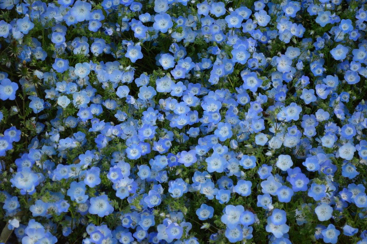 さくたろう Twitterissa Remi Mai2 こんな時間にこんばんは ウシノシタクサ かわいい青い花におもしろい名前とドキッとする花言葉 ネモフィラは素敵な名前の由来 興味深いです そうそう鳥の名前の由来もおもしろいですよね 古からの長い歳月人間とどんな風に