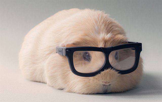 AnabellNielsen's tweet image. Booboo The Cute Guin #cute #pets