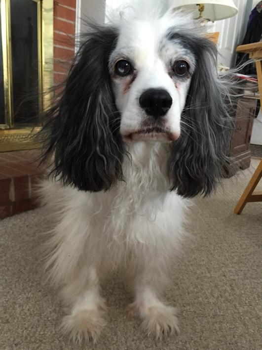 FreeWallyDog's tweet image. The air here is a little dry. #static #spanielproblems