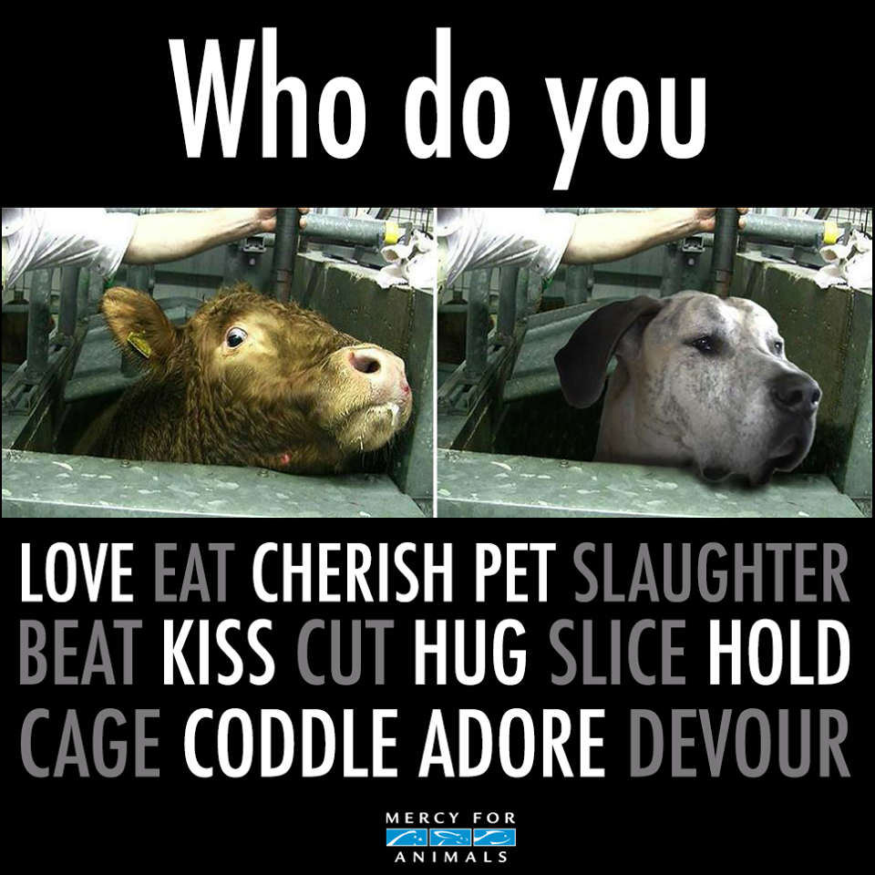 MercyForAnimals's tweet photo. Some food for thought on #LoveYourPetDay. Why love one but eat the other? http://t.co/l3aDkdalKk