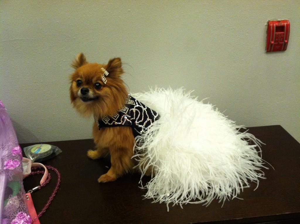Pets get ready for <a href="/TheAcademy/">The Academy</a> #Oscars2015 w/@SupportUrPet <a href="/VanderpumpPets/">Vanderpump Pets</a> <a href="/mt_usa/">Starwind Montana</a> <a href="/zkhats/">Zeke Hatson</a> <a href="/Hobo_Cwab/">Hobo Cwab Canine</a> @ORostani <a href="/tcm/">TCM</a>