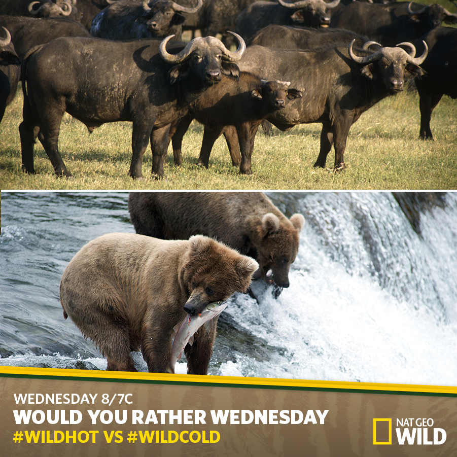 NatGeoAnimals's tweet photo. Would You Rather: Live in constant heat, or hibernate every winter? You pick the shows using #WILDHot or #WILDCold! http://t.co/35PaeejmD9