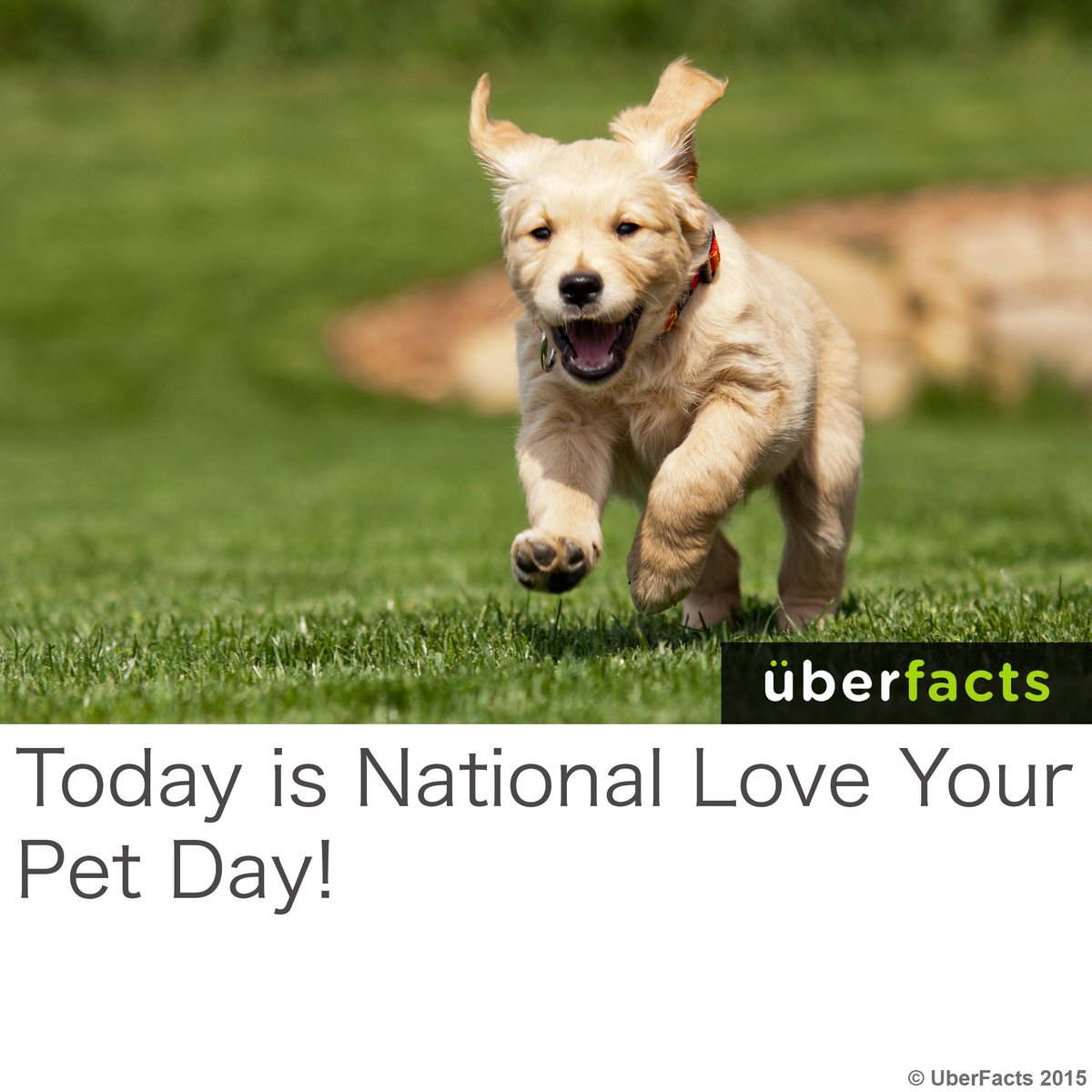 Happy National Love Your Pet Day!