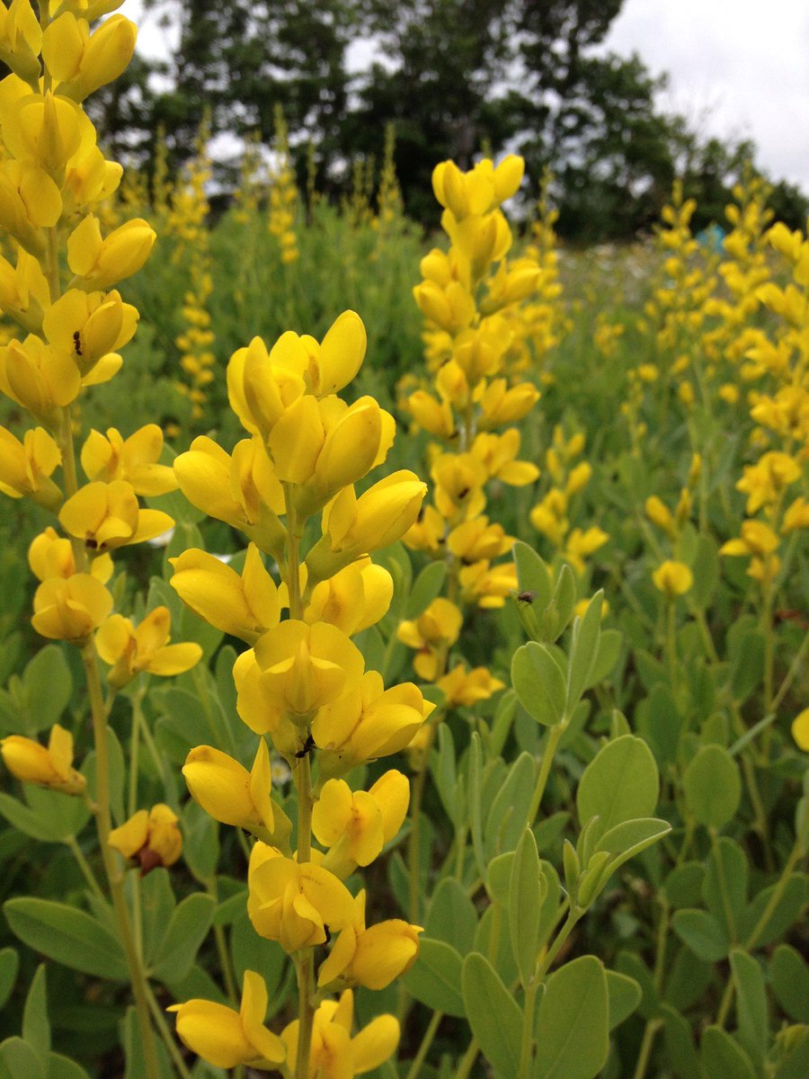 Expanding your wildflower family. wildflowerfarm.com/blog/?p=3025 #wildflower #baptisia #bumblebees #nativeplants #monarchs