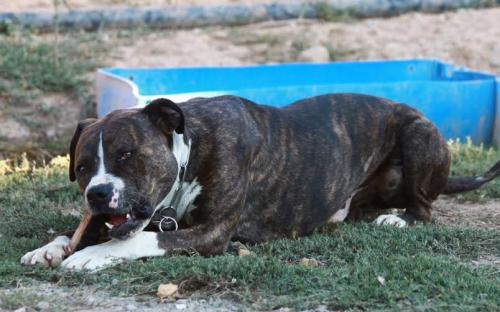 Name: John
Urgent. Need adopction
Contact  internationalanimalesrioja@gmail.com