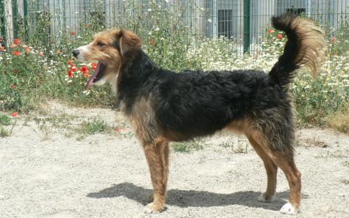 AnimalesRioja-Intnal tweet media