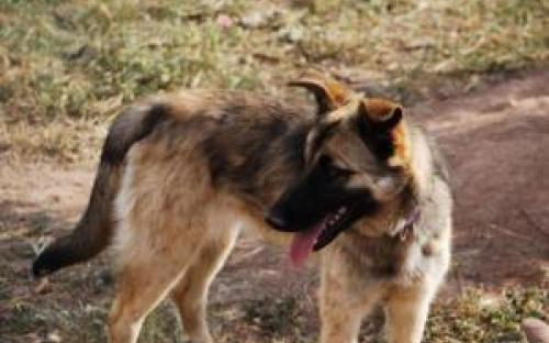Name:  Zula
Urgent. Need adopction
Contact  internationalanimalesrioja@gmail.com