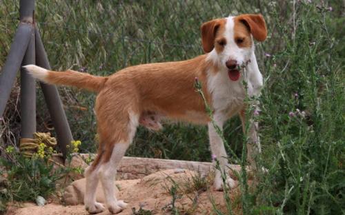 Name: Pocket
Male
Urgent. Need adopction
Contact  internationalanimalesrioja@gmail.com