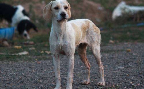 AnimalesRioja-Intnal tweet media