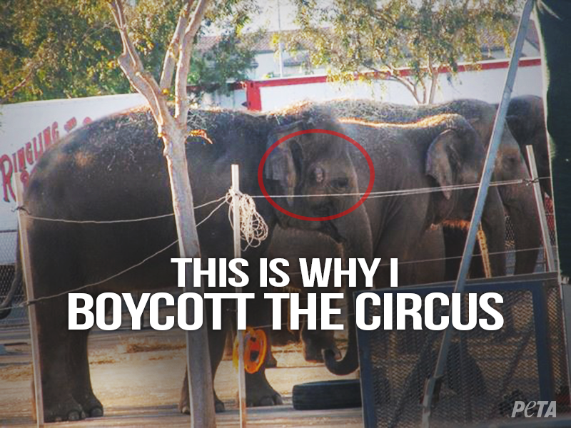 peta's tweet photo. 5 Signs #NYC Should Say NO To Cruel #RinglingBros Circus: http://t.co/t87xZhAtRV http://t.co/V7JzGzV0MB