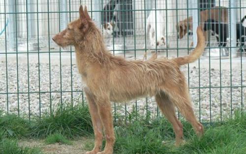 Name:  Miguel
Male
Urgent. Need adopction
Contact  internationalanimalesrioja@gmail.com
