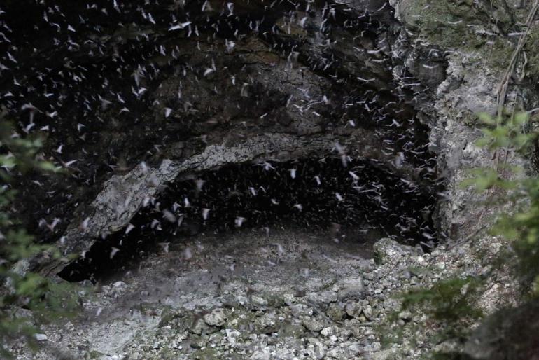 WildFire_Ops's tweet image. #Wildfire Scientists Measure Bat Populations In Post Wildfire Habitats -… dlvr.it/8flDVd #WildFireOps