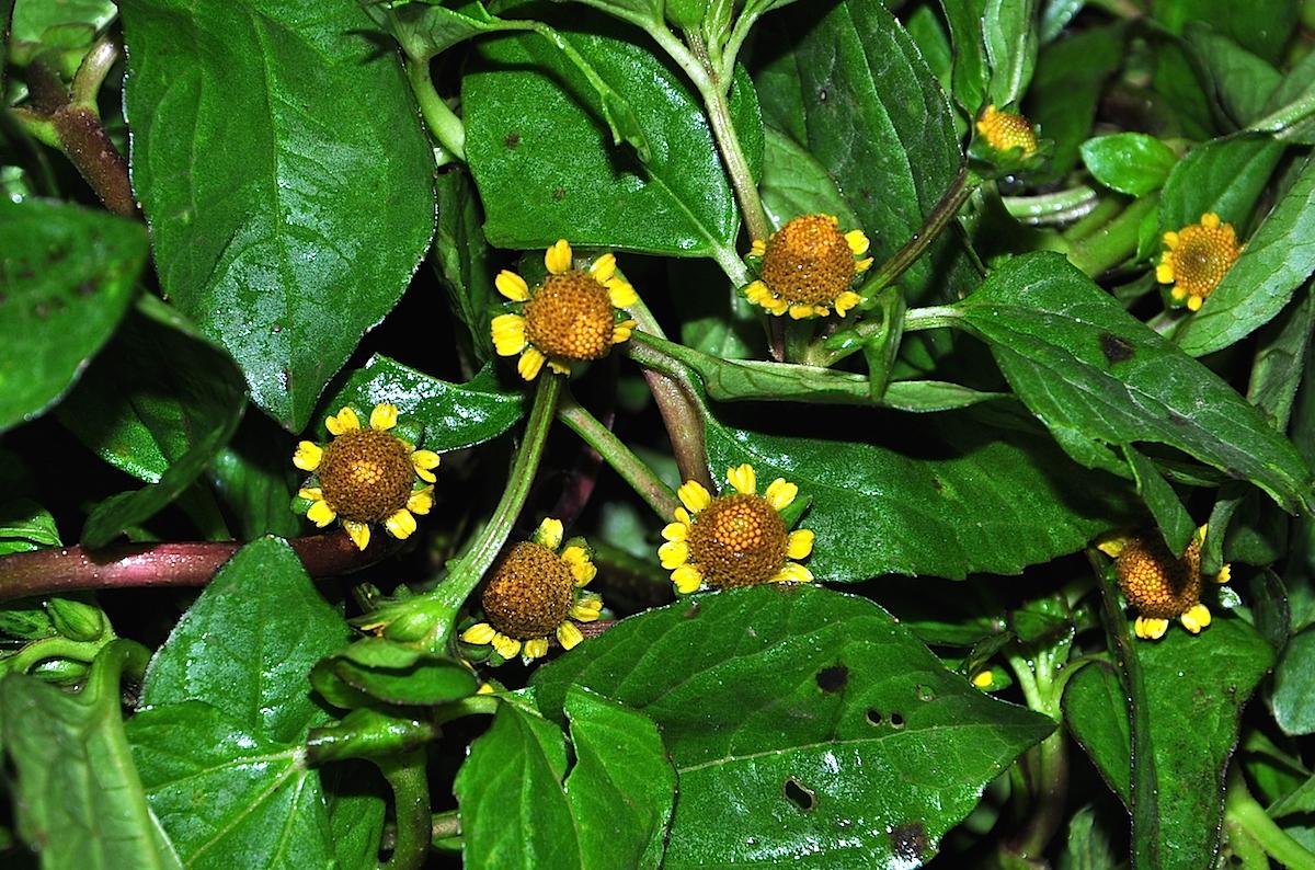 Flor do jambu (agrião-da-amazônia), que causa sensação de dormência e tremelique nos lábios de quem a aprecia à mesa