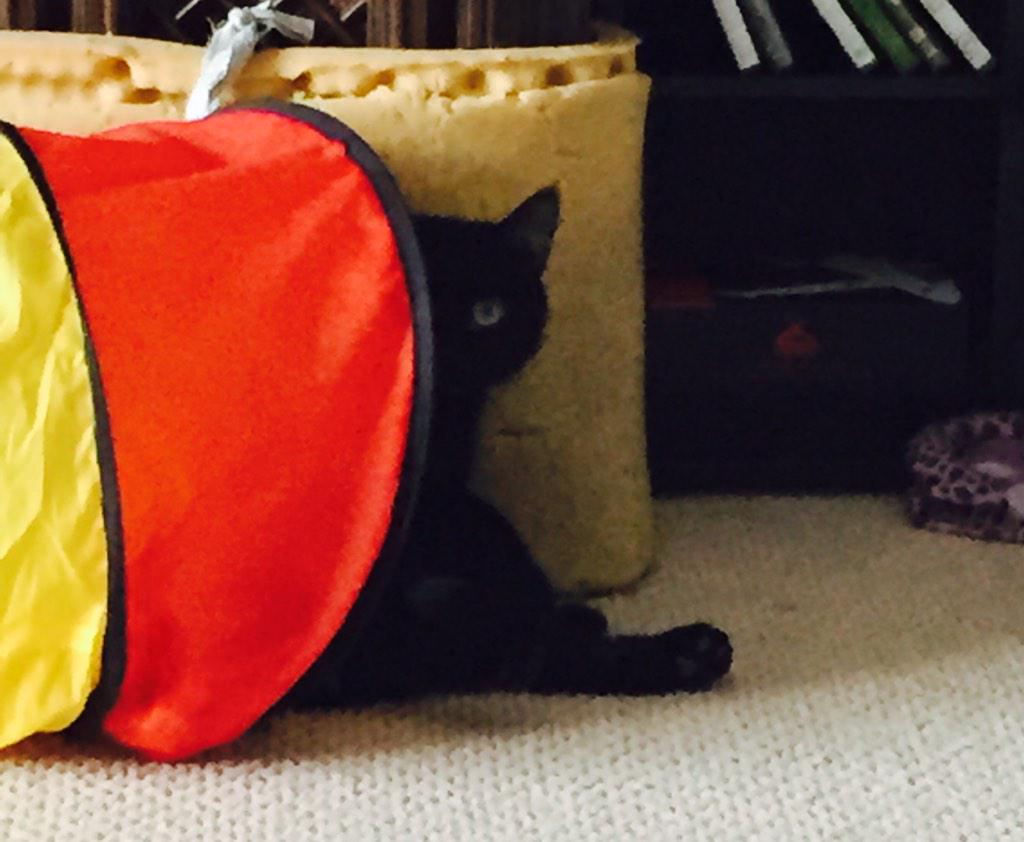 savedmerida's tweet photo. #catsofinstagram I seeeeeee you!! http://t.co/er9FKSoMqn