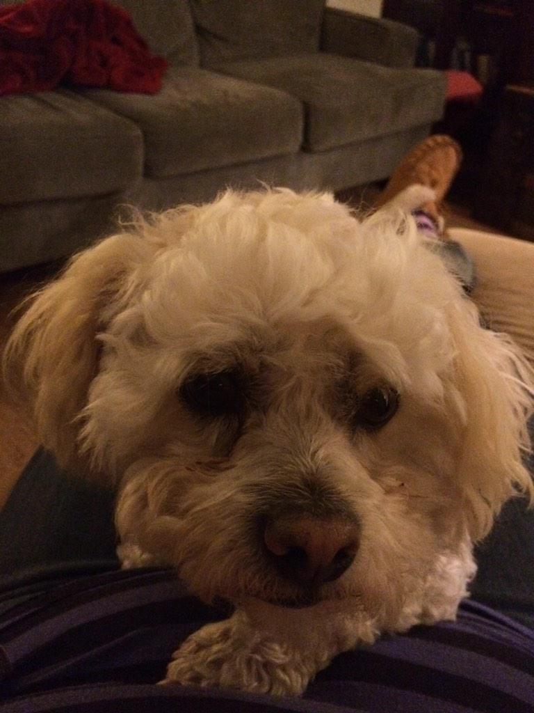 tml6868's tweet image. How can you not love this face? #KCLoveYourPetDay #snyderDog #EMAW