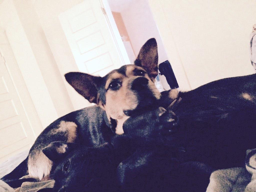 lscott1967's tweet image. This is Rocky and Boomer, two of my foster dogs. They need a home! #KCLoveYourPetDay