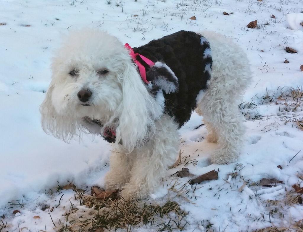 susanhiland's tweet image. #Kcloveyourpetday This is everyday! #Luckydog