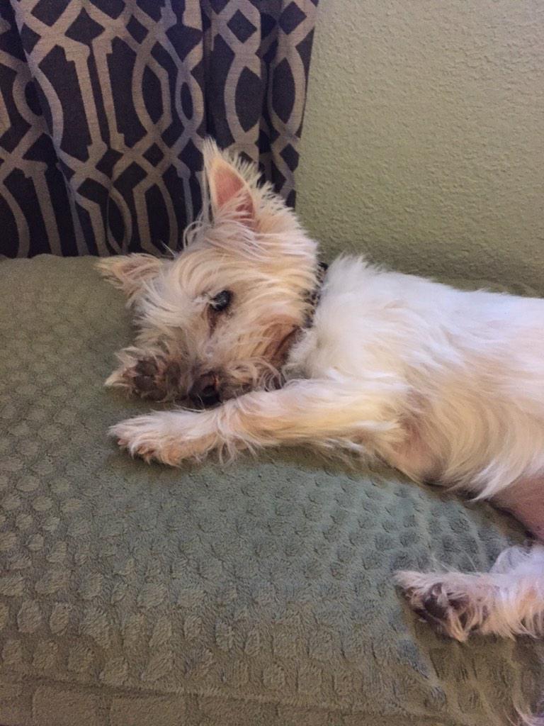 jodidanziger's tweet image. Just saw the hashtag #KCLoveYourPetDay - must join in.  ❤️❤️🐶🐶