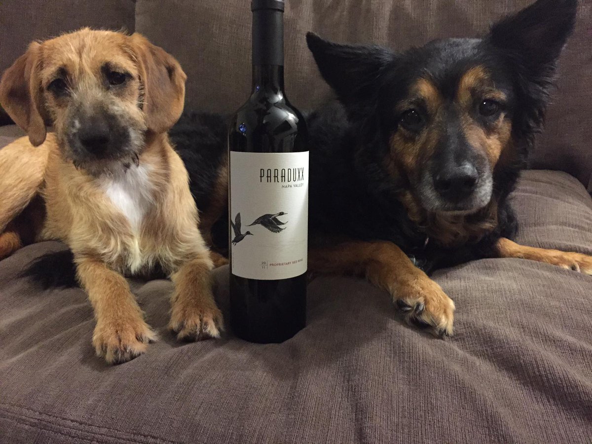 paraduxxwine's tweet photo. This Paraduxx just made friends with a "Paradogs"! http://t.co/KxBNRzwNpi