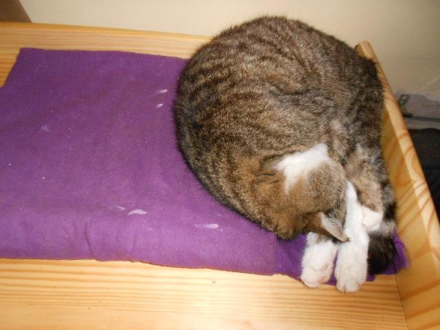 snakebite02's tweet image. A small saucer of double cream your royal highness? NO Just let me snooze #humanservant #purringmachine 😼🐾