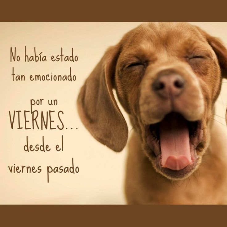 petpoint_ok's tweet image. #FelizViernes