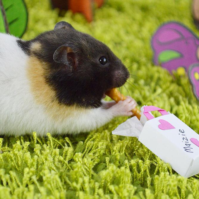 Hamster_Guide's tweet image. Maizie enjoying a yummy gift bag full of treats!
#hamster #hammy