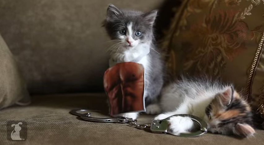 clark_steph's tweet photo. “@usweekly: These #FiftyShades​ parodies are purrrr-fect: http://t.co/FZTMwN0DRw via @ELLEmagazine http://t.co/0igxizKfRh”@jantausey