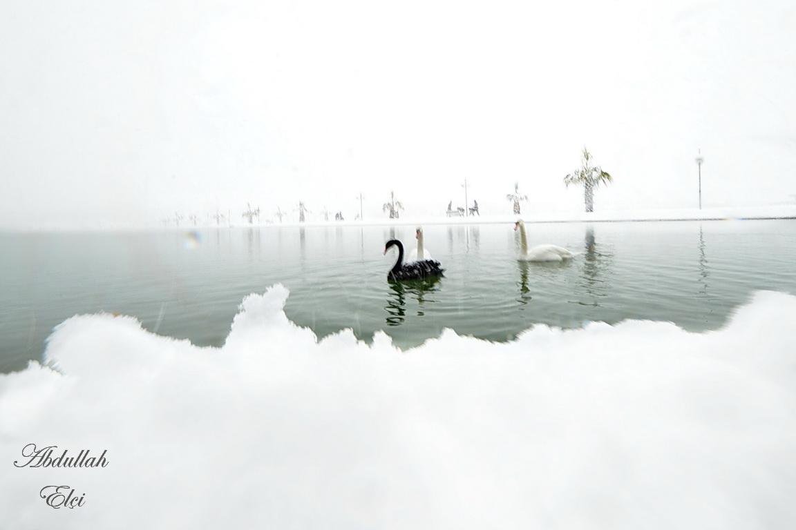 rehavisanat's tweet image. O günü #unutamamçünkü #Kuğu zerafetinde #kar yağmıştı #Urfa ya #bizeneoldu ki böyle güzellikleri #çabuk unutuyoruz..!